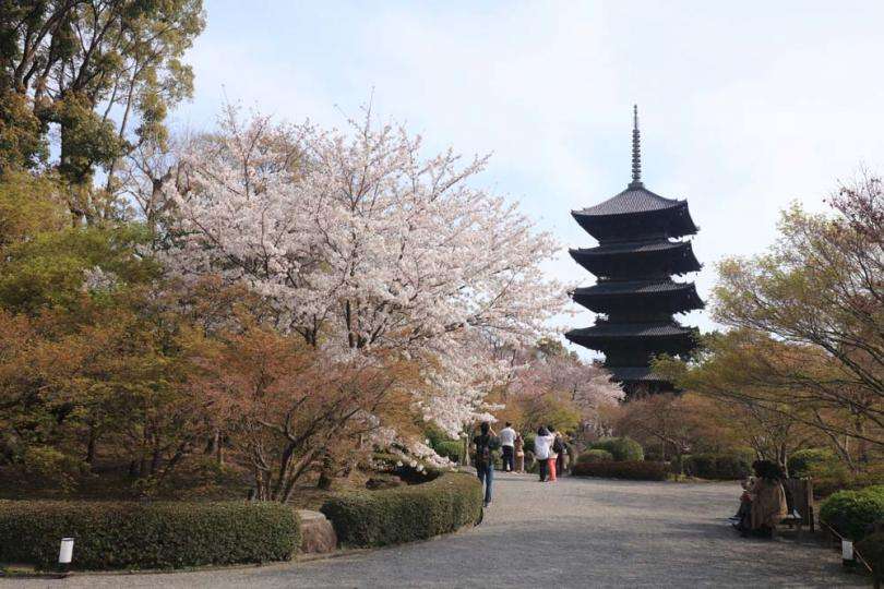 京都の桜＆観光情報2021